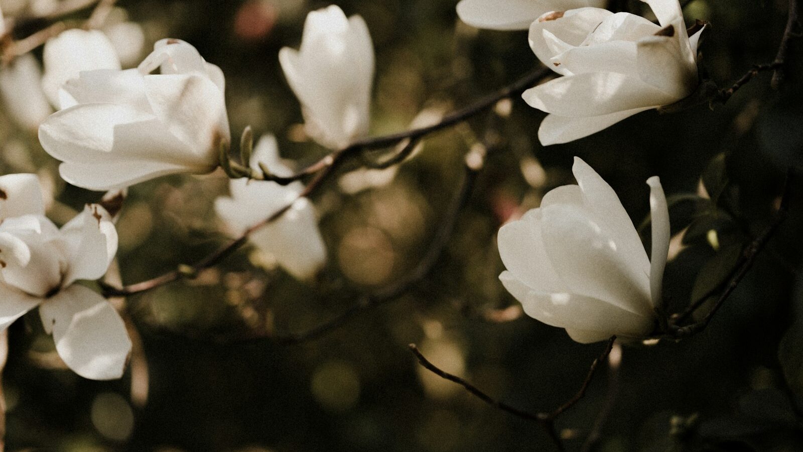 white flowers in tilt shift lens