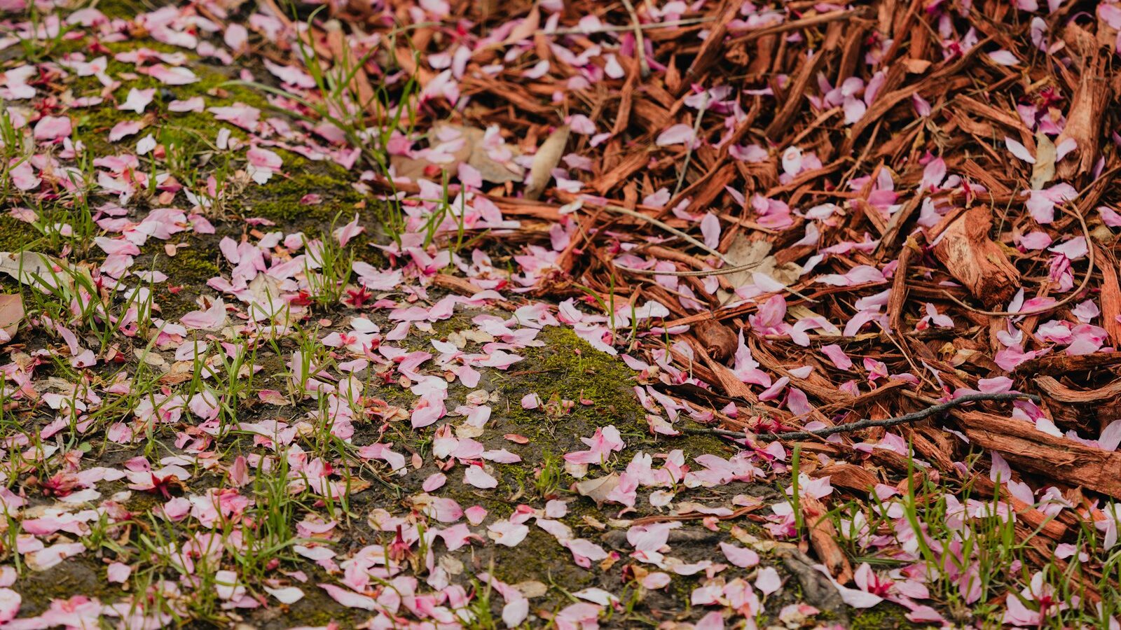 Pink petals scattered on grass and dry leaves