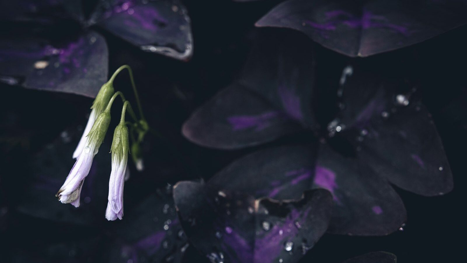 a close up of a flower with drops of water on it