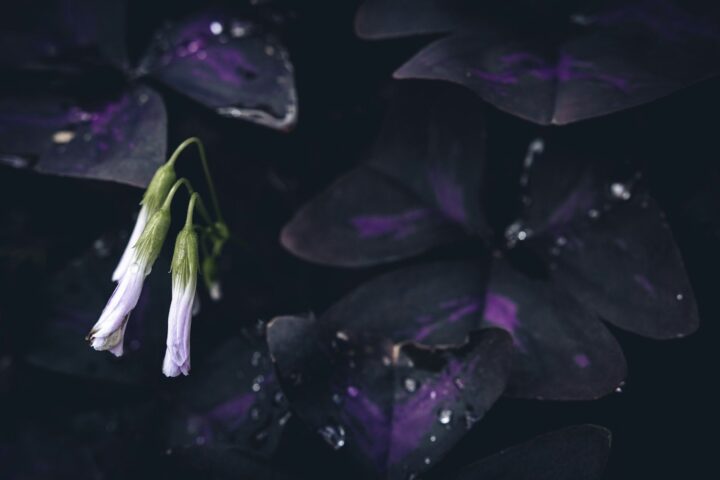 a close up of a flower with drops of water on it