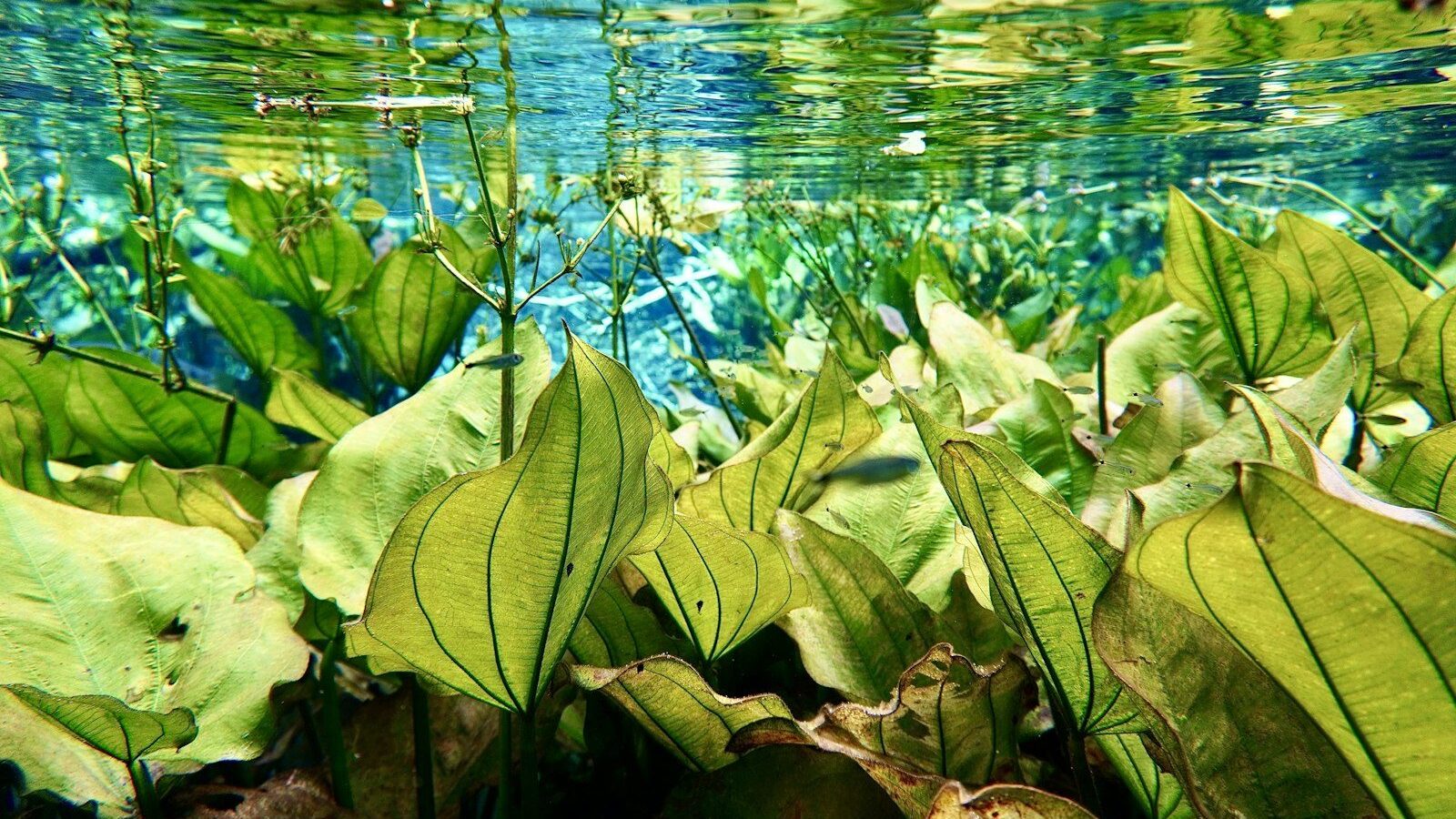 a group of green plants floating in a pond