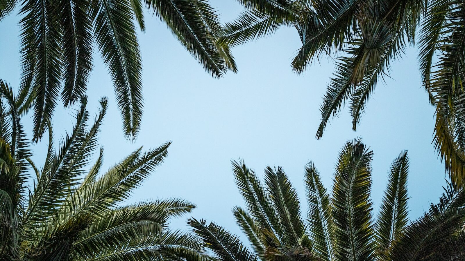 green palm tree under white sky