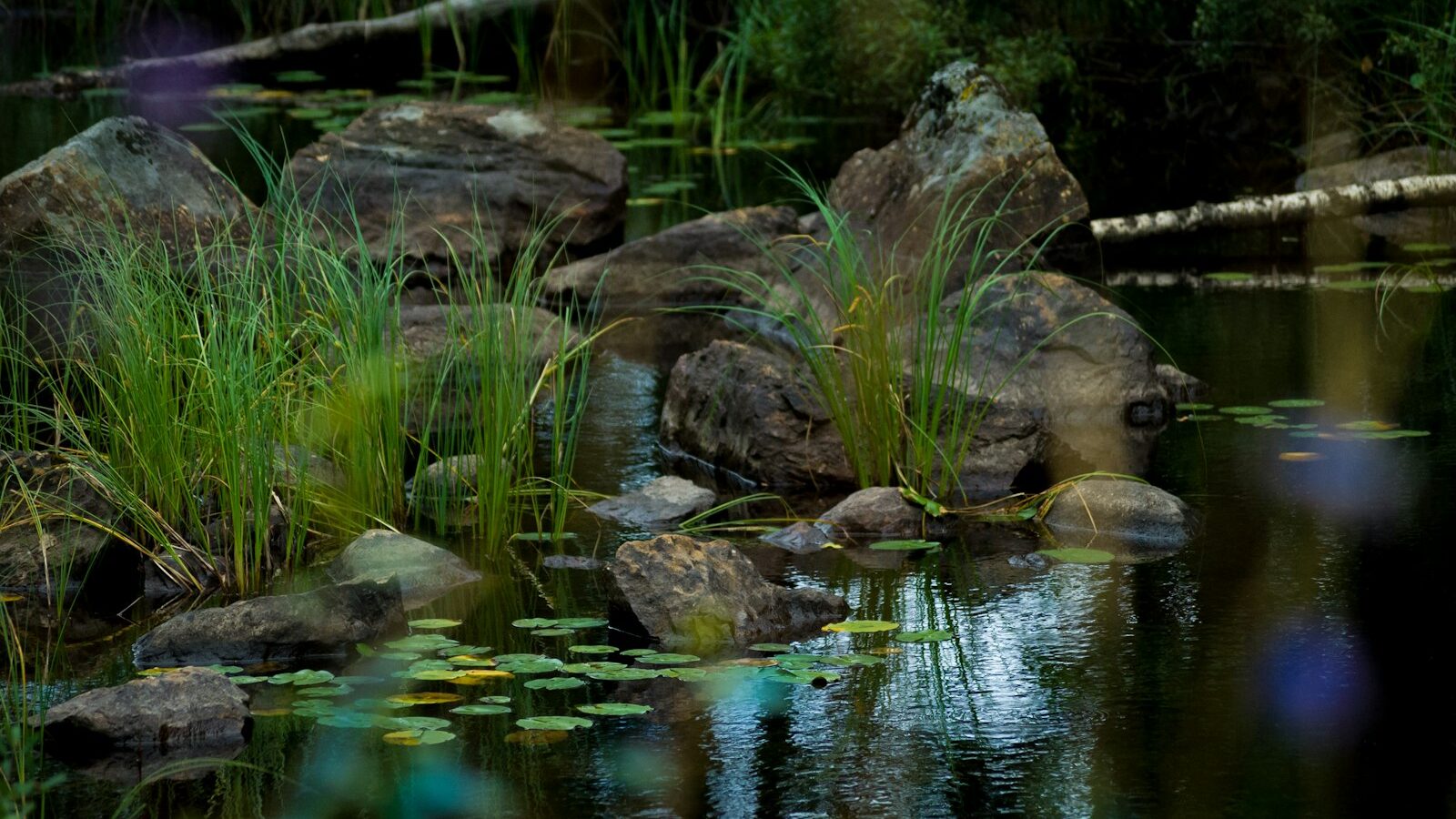 a group of turtles in a pond