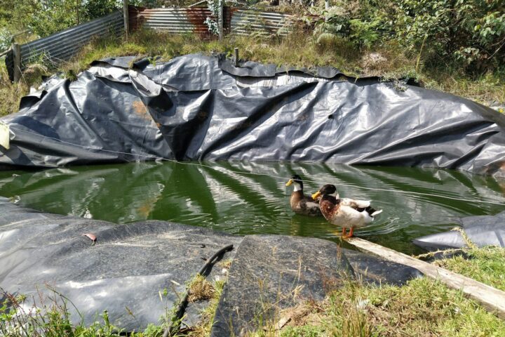 a couple of ducks are swimming in a pond