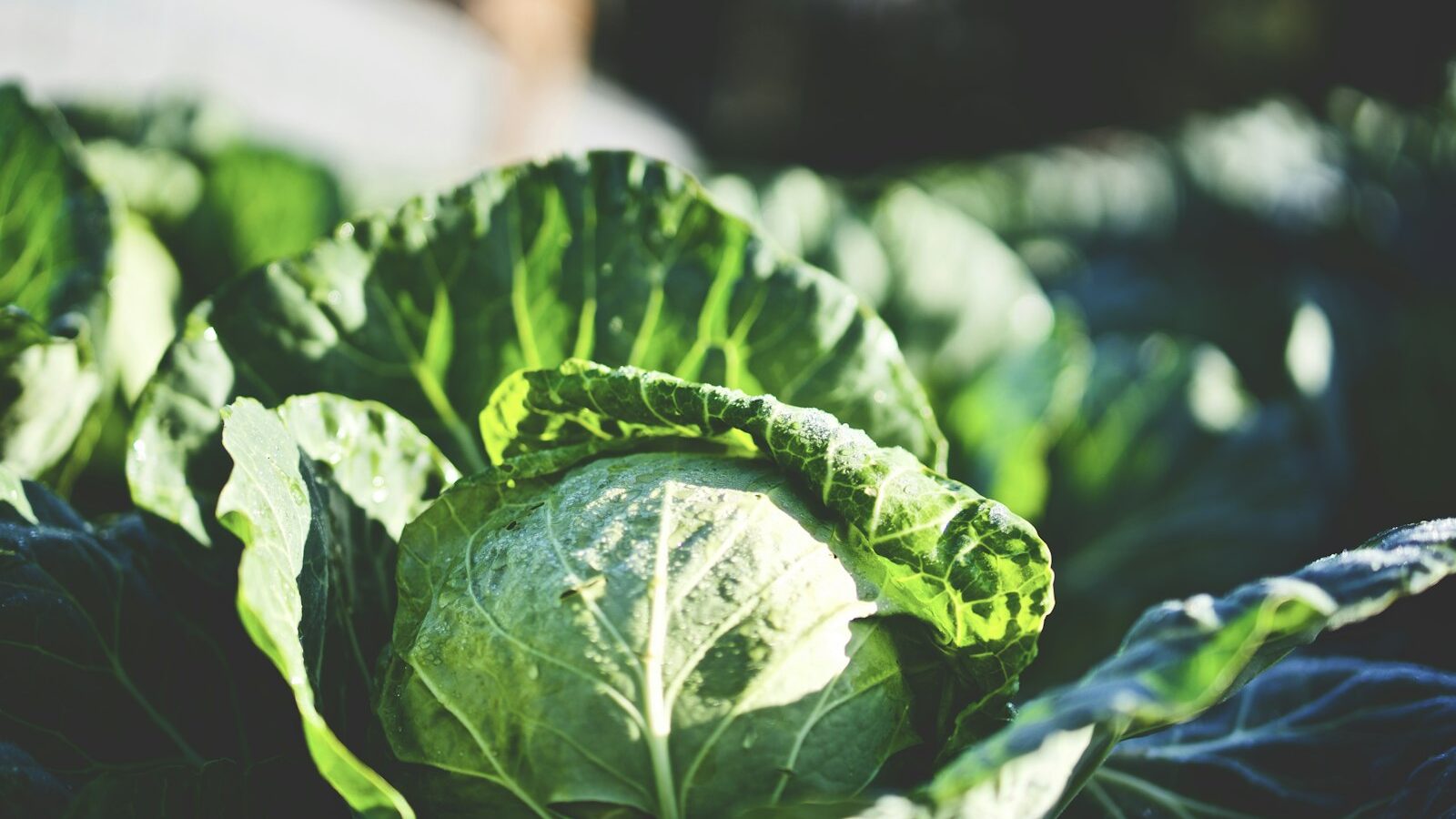 green cabbage in shallow focus shot