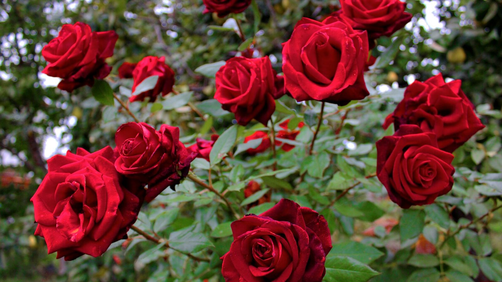 red roses in bloom during daytime