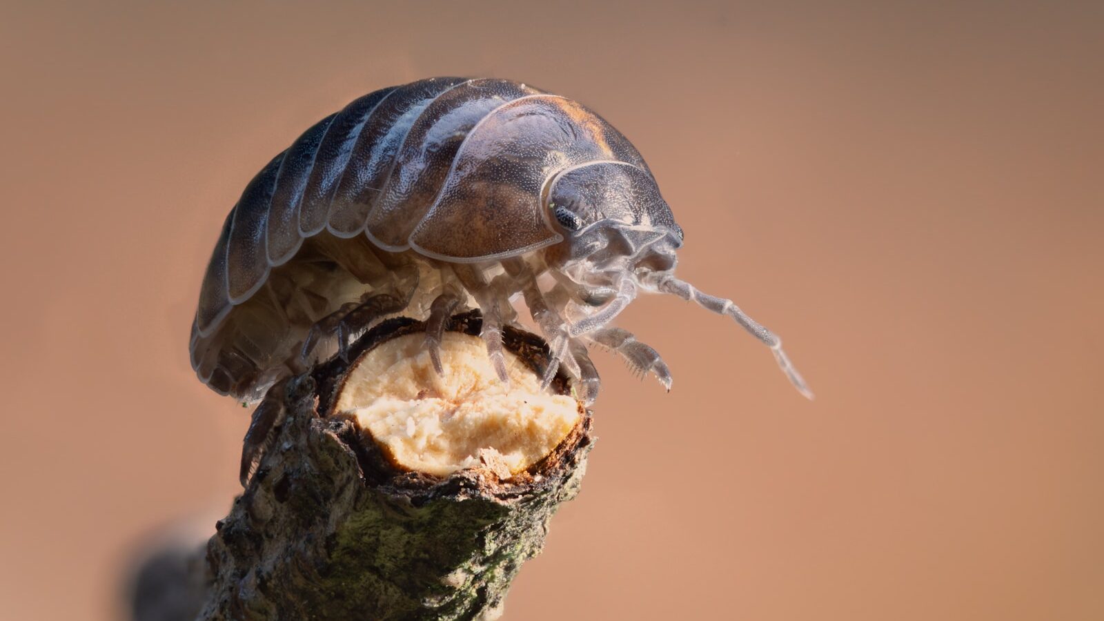 An isopod standing on a broken twig.