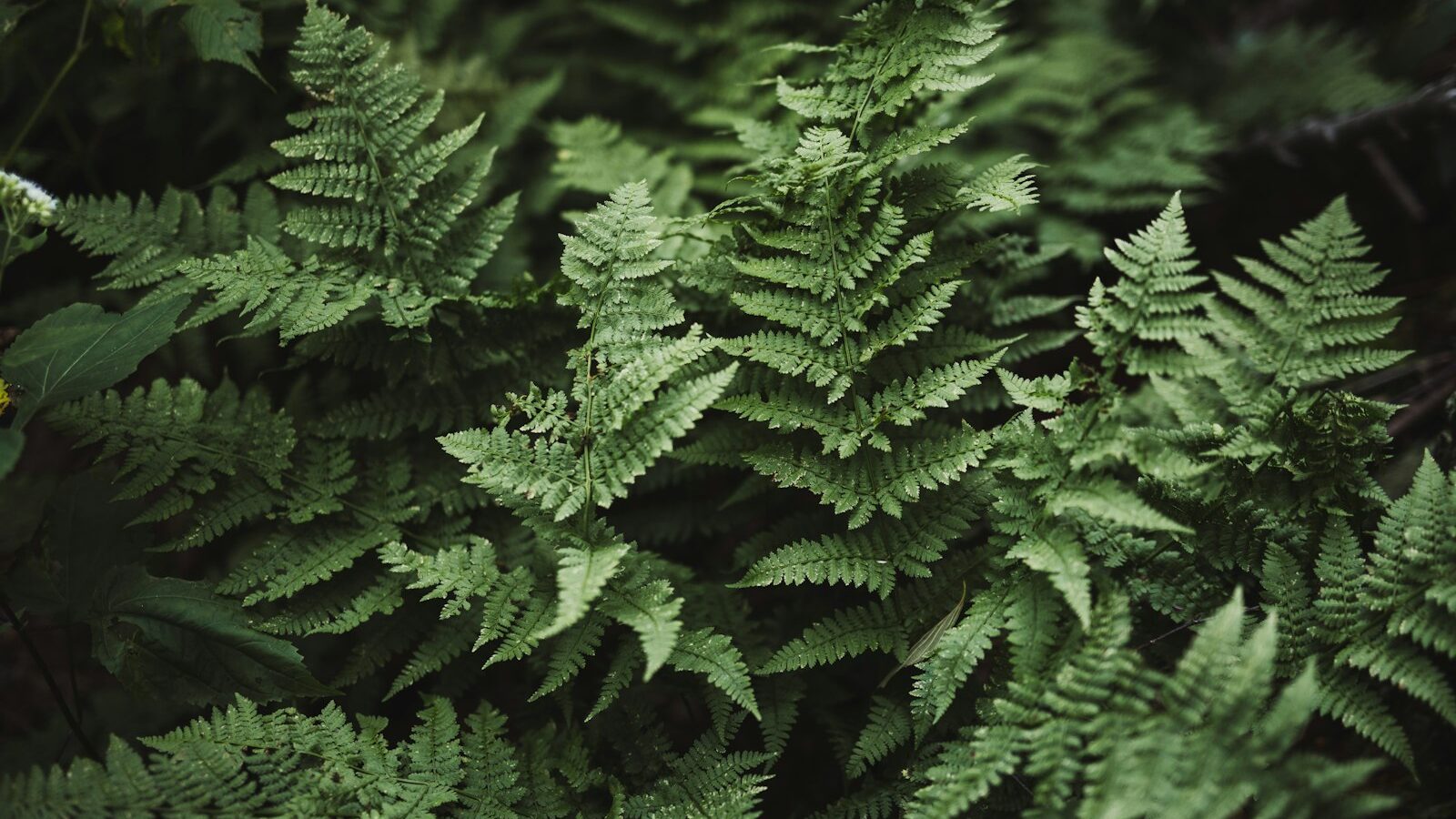 green leafed tree