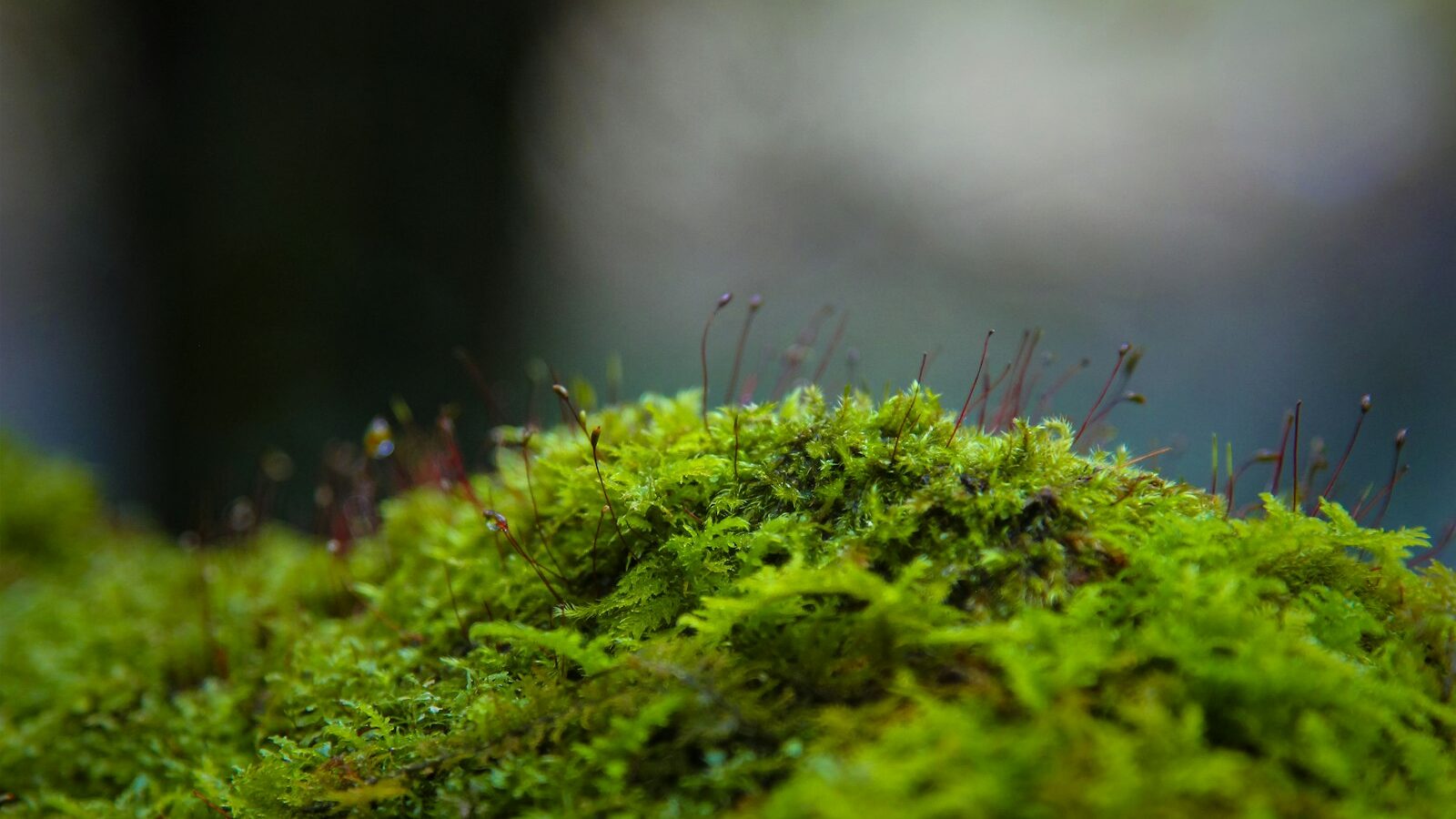 green moss in tilt shift lens