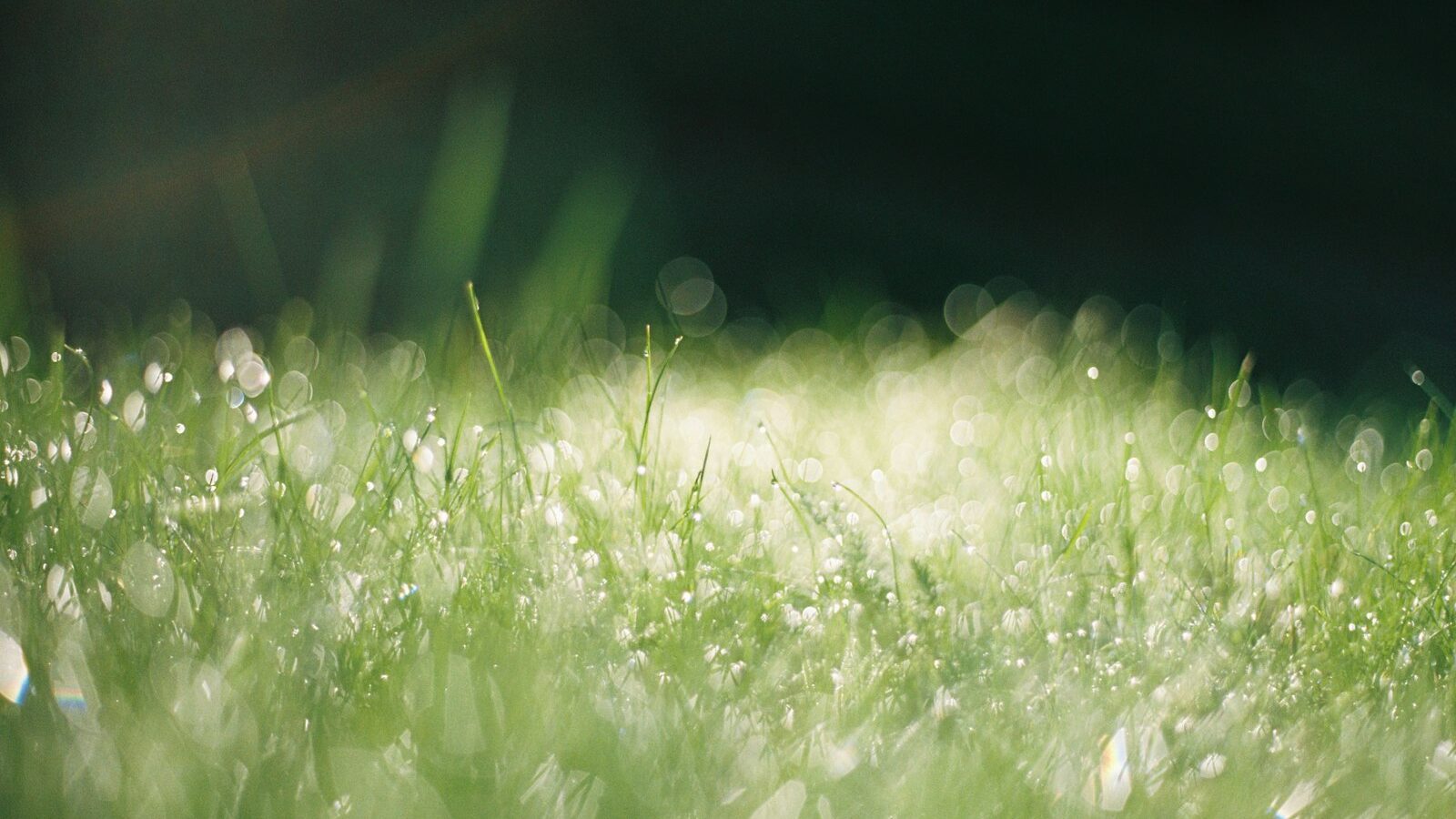 green grass with water droplets