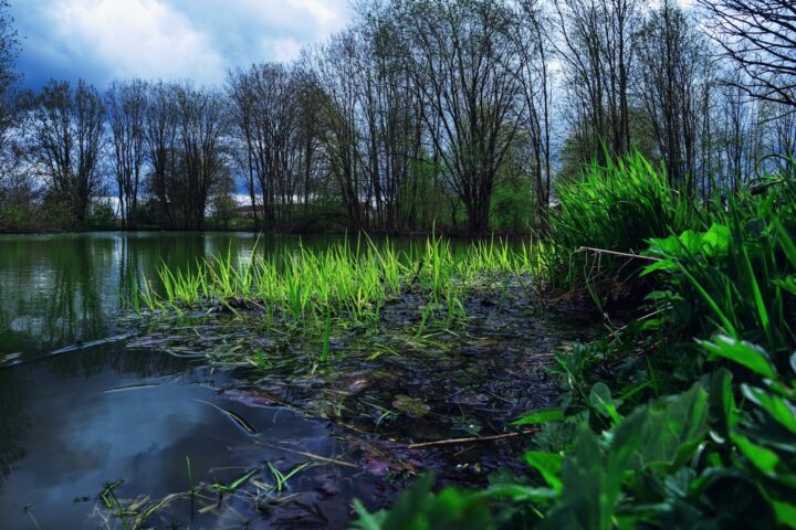 a body of water surrounded by trees and grass