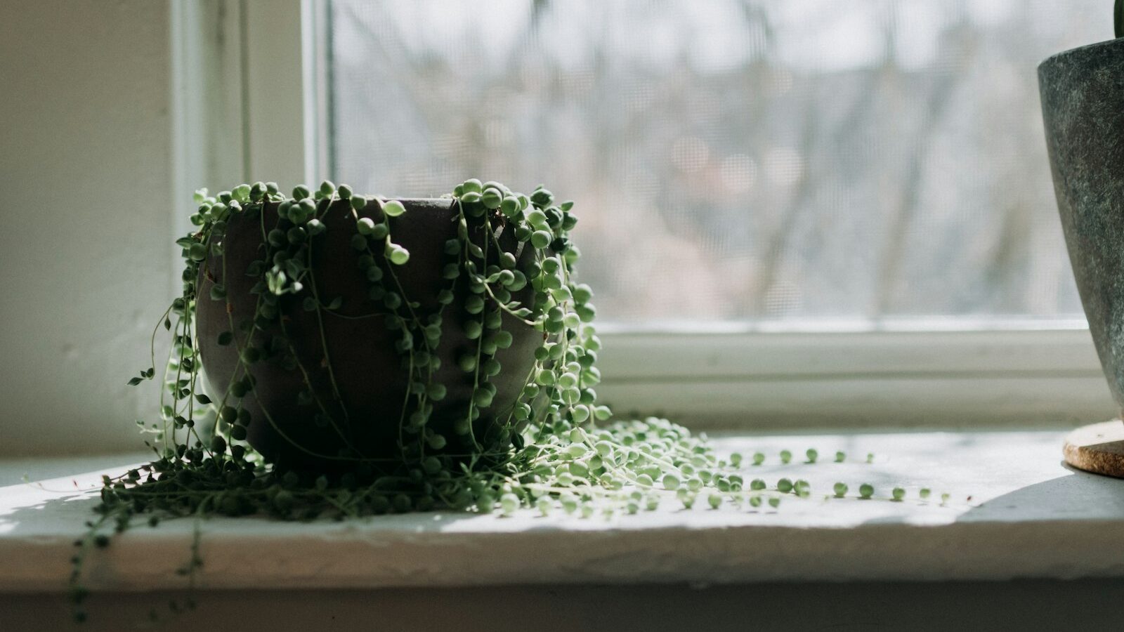 a potted plant sitting on top of a window sill