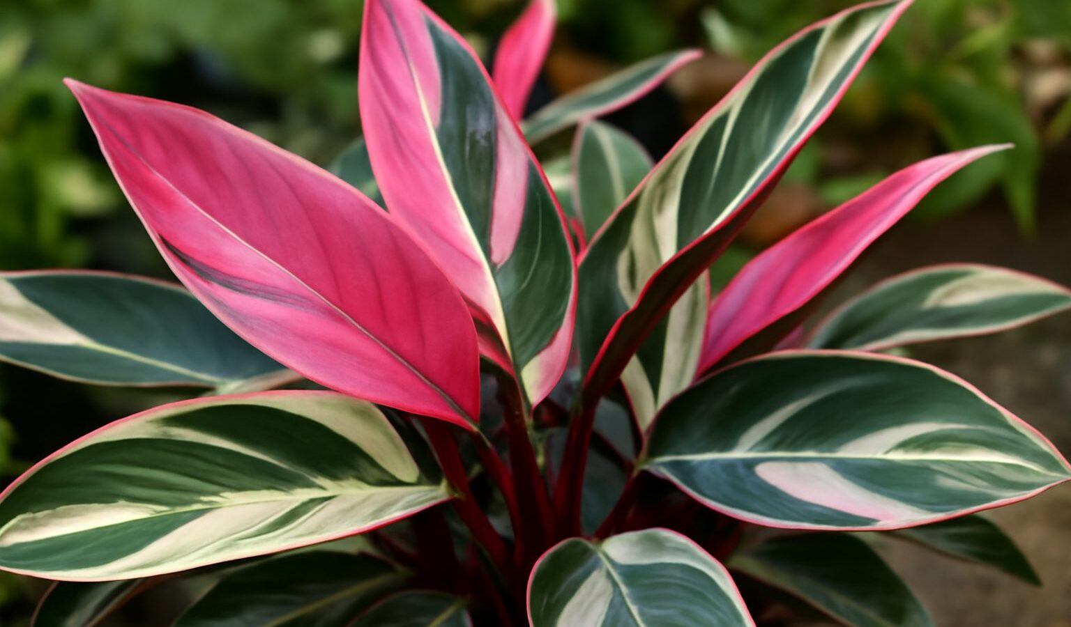 stromanthe pink leaves