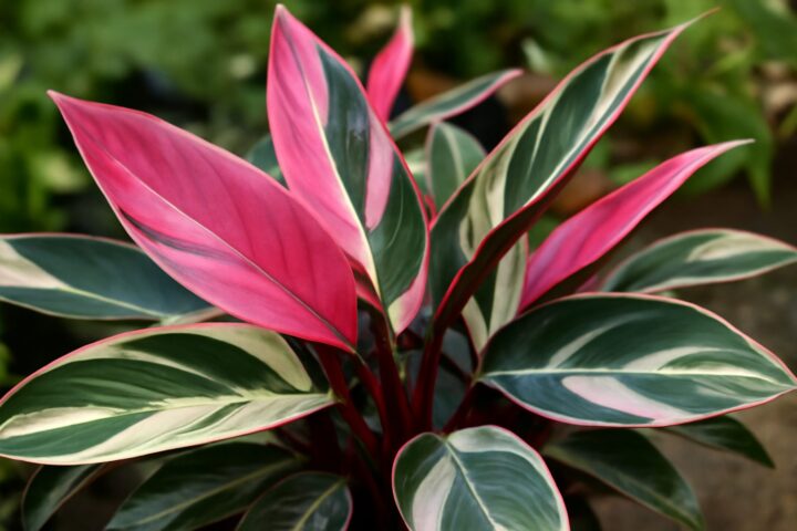 stromanthe pink leaves