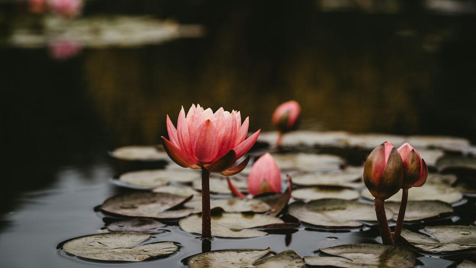 pink lotus flowers