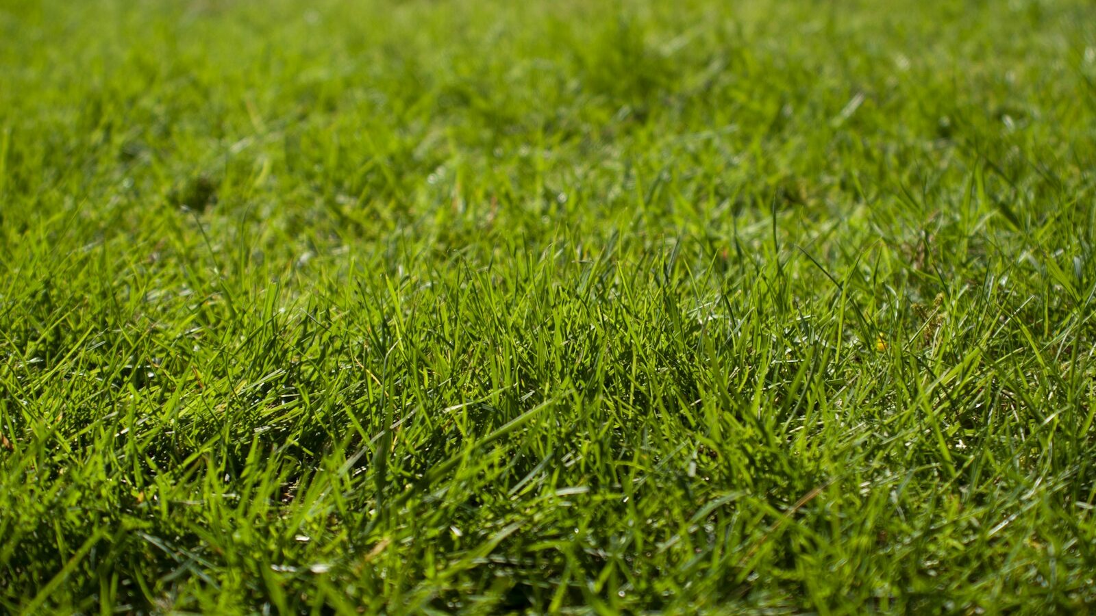 macro photography of green grass ground