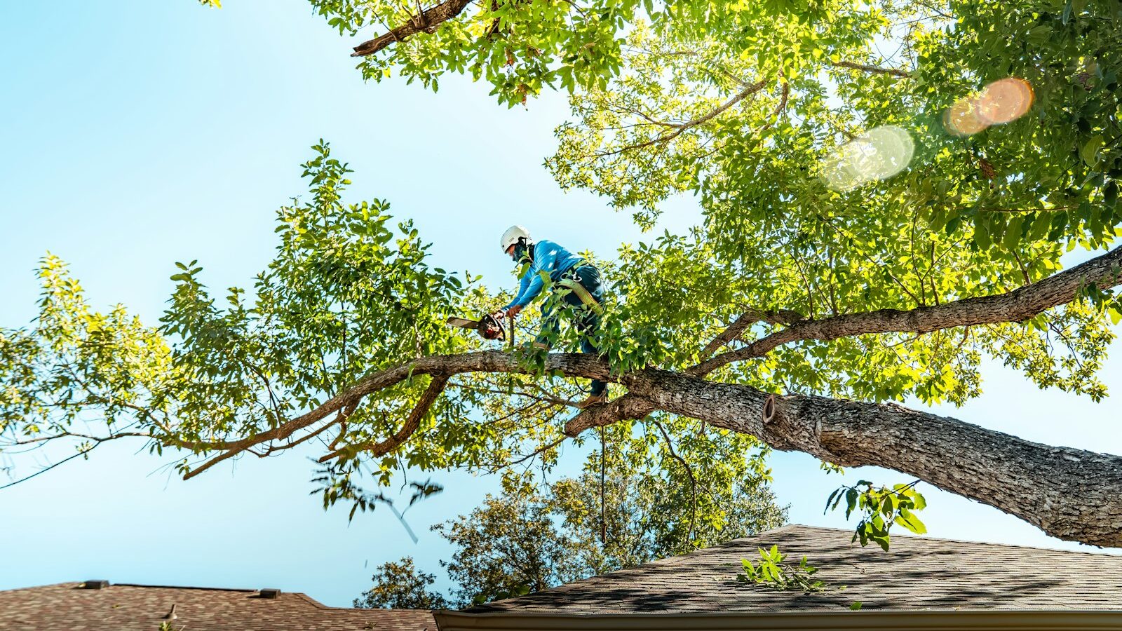 A tree arborist is cutting a branch.