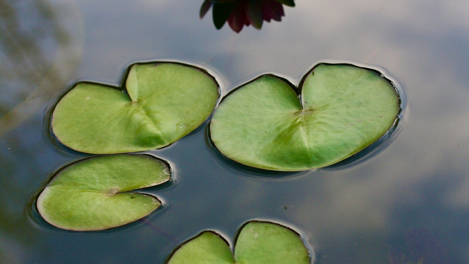 pink lotus flower on water