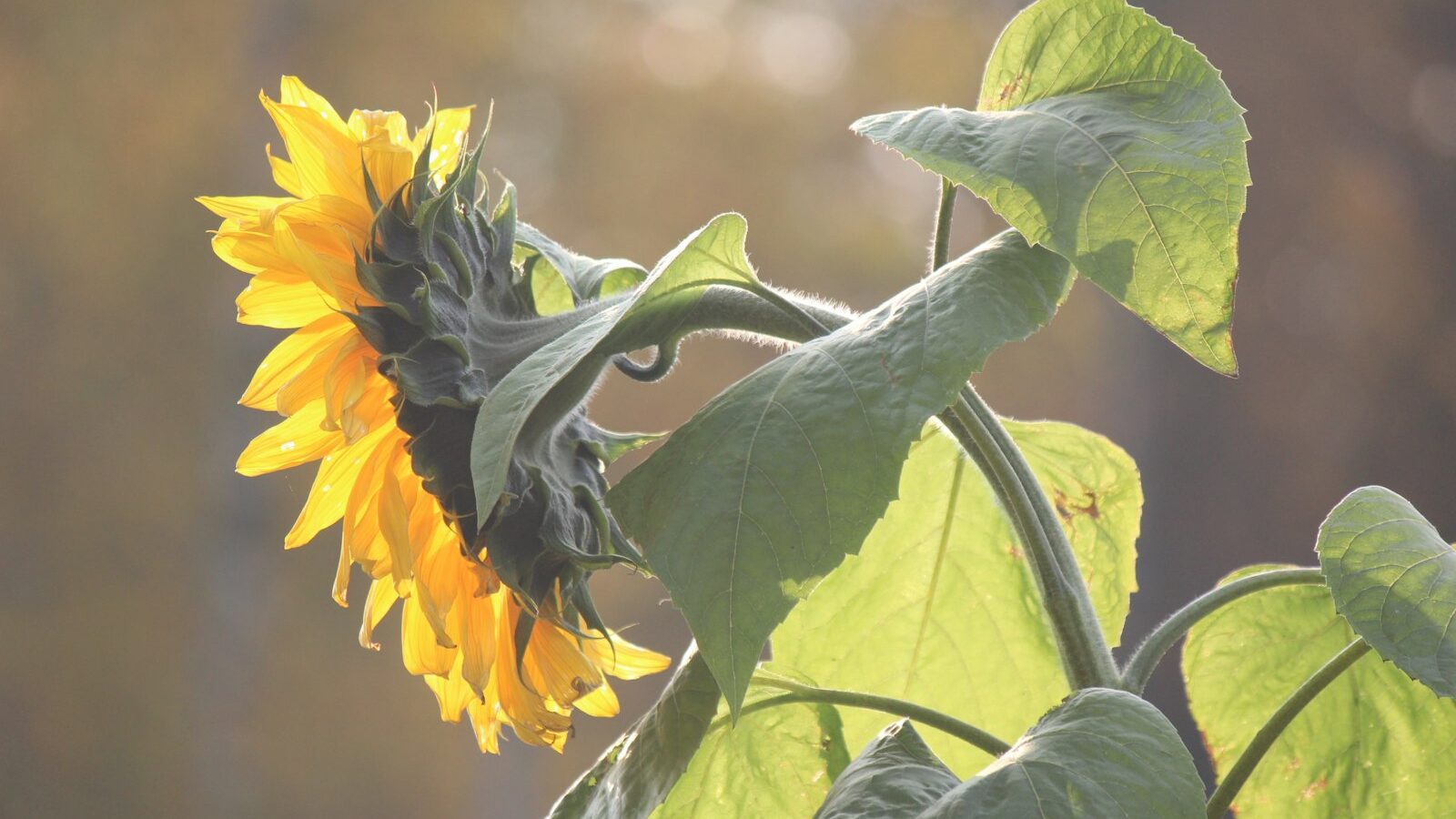 a yellow sunflower with green leaves in the sun