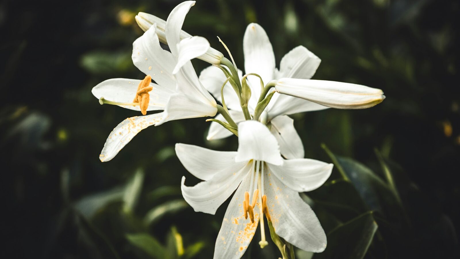 white flowers