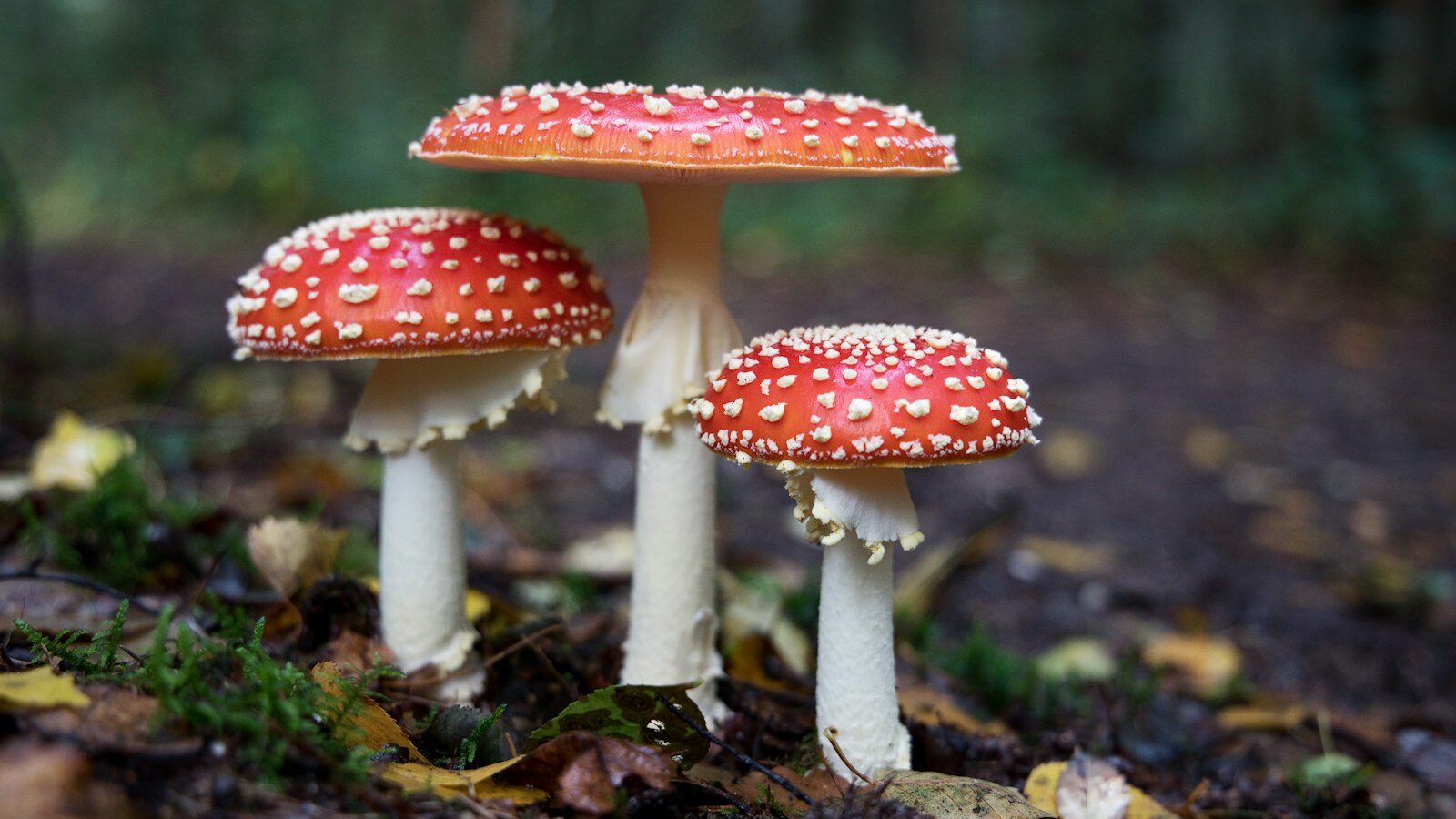 red mushrooms