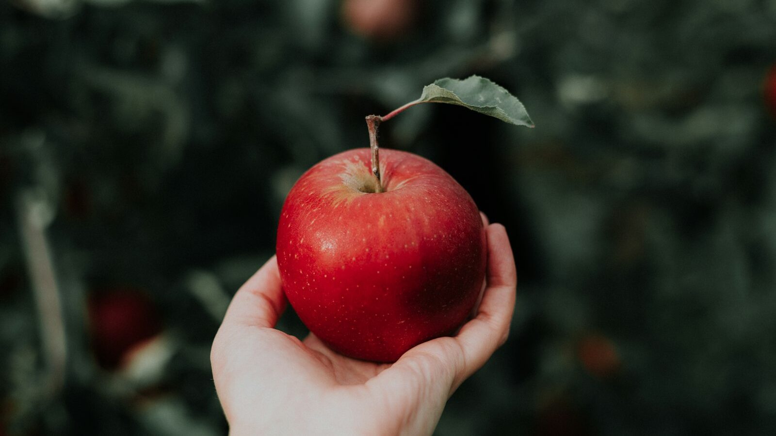one red apple