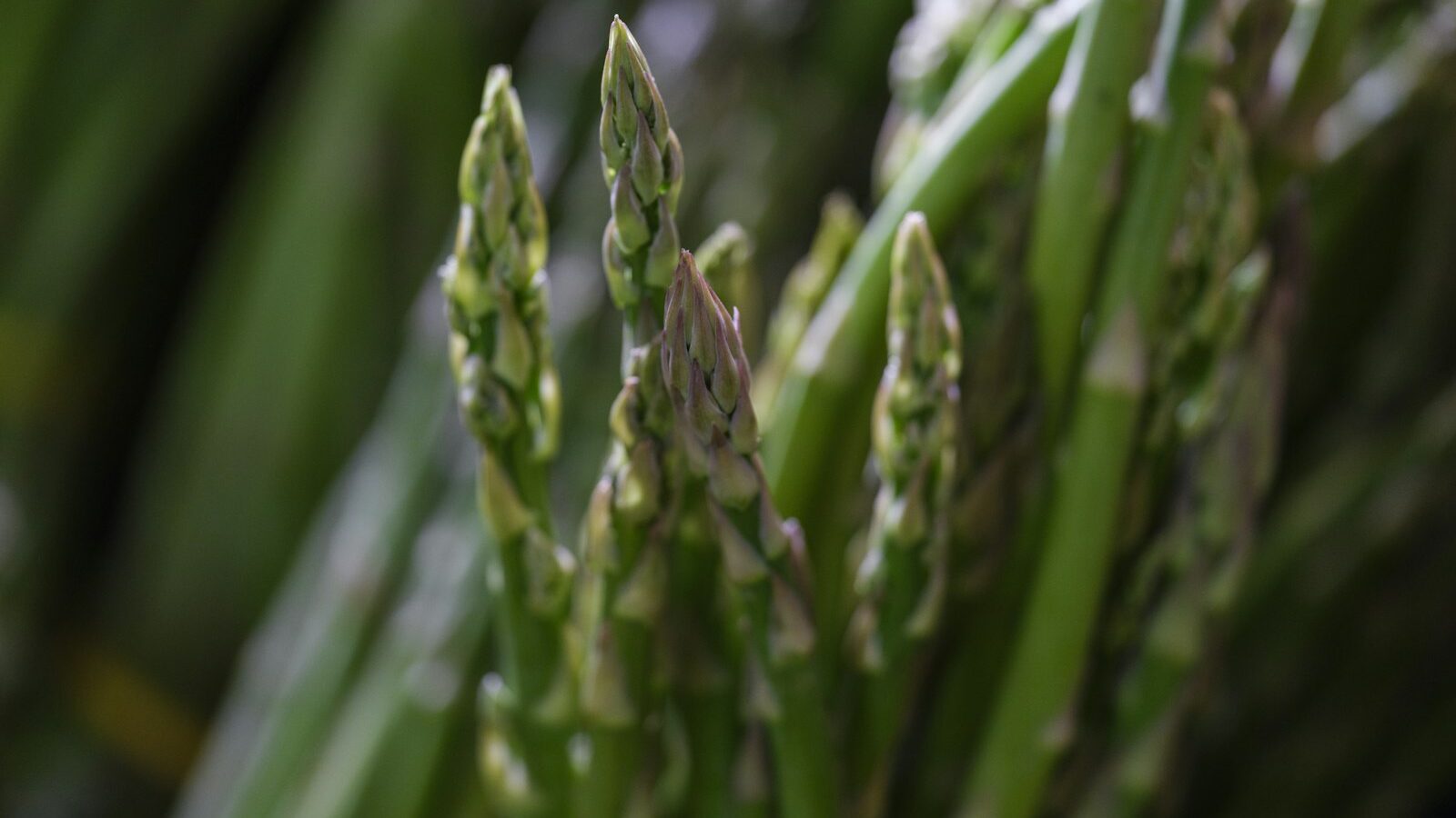 Close-up of fresh green asparagus spears.