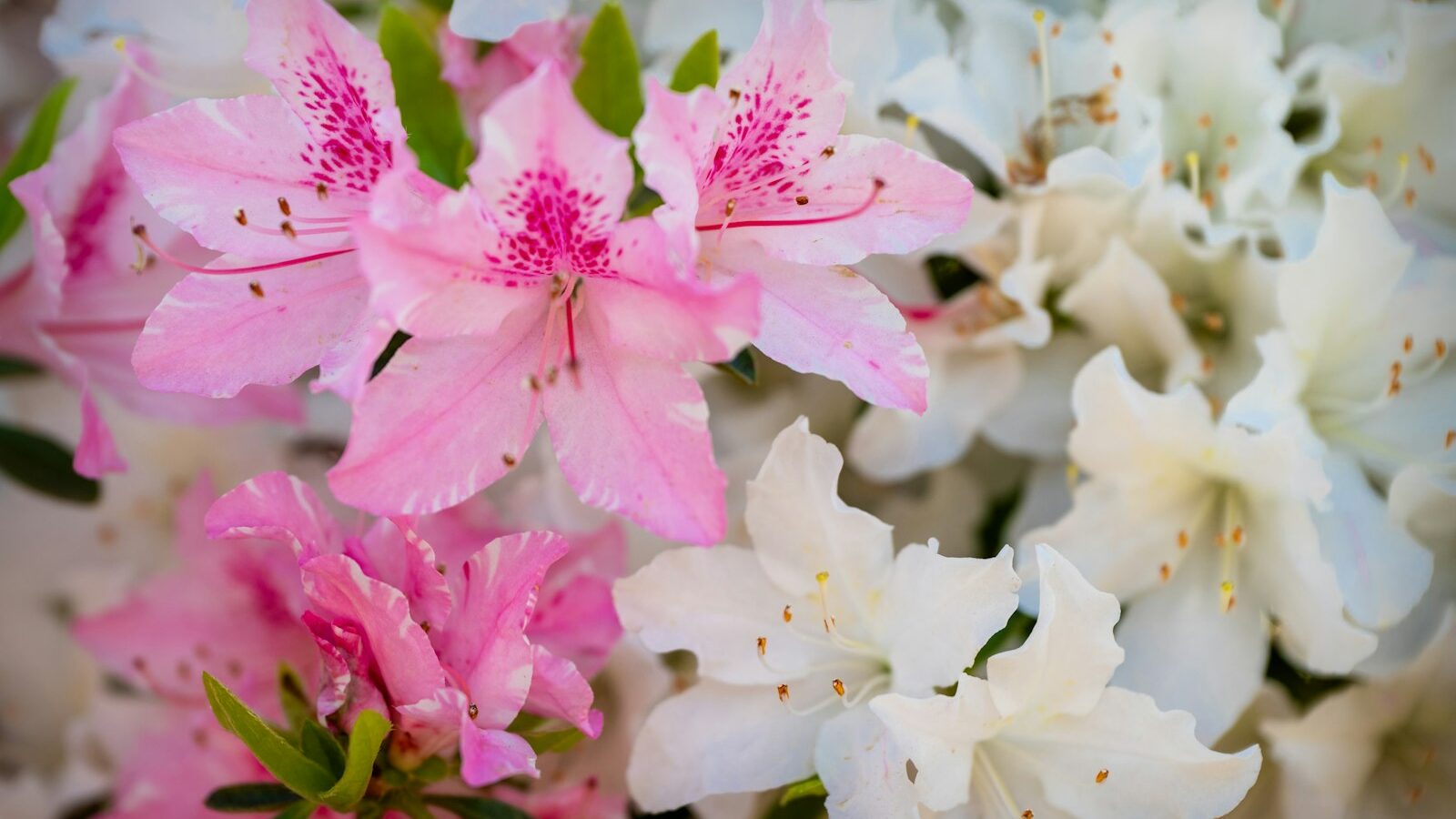a bunch of pink and white flowers in a vase