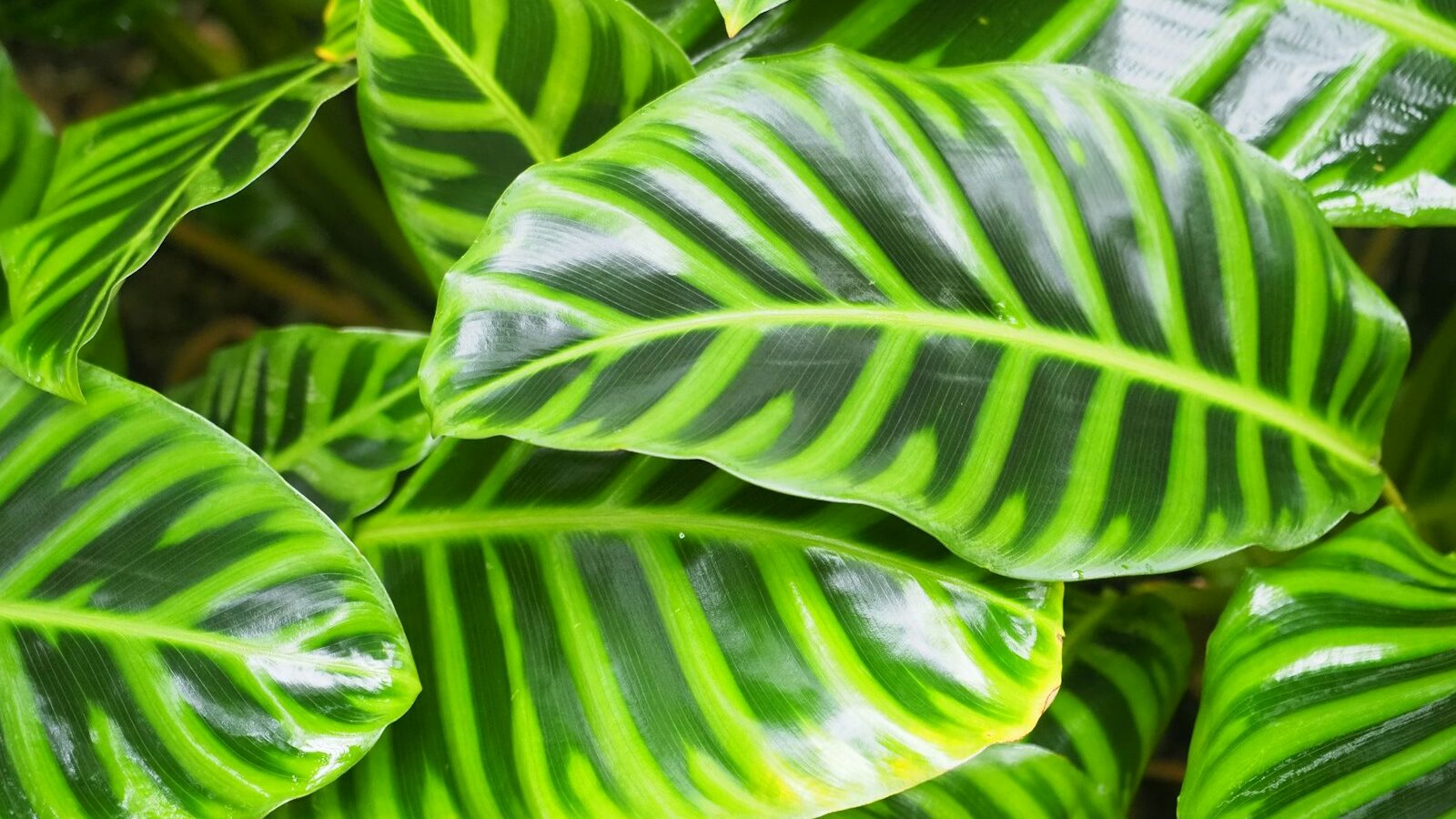 a close up of a green leafy plant