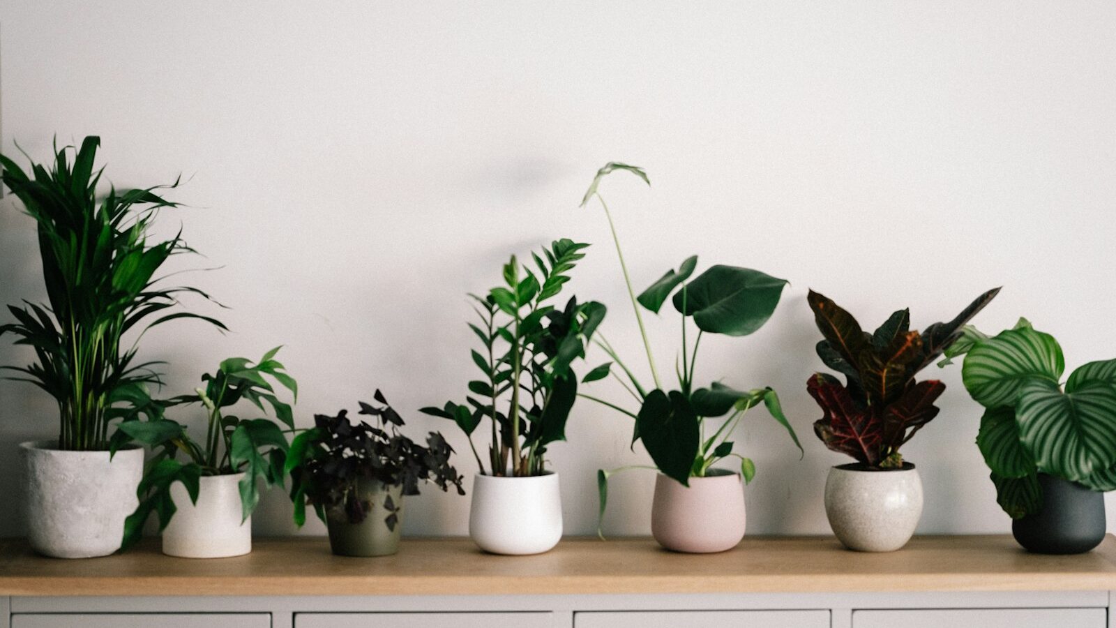 green plant on white ceramic pot