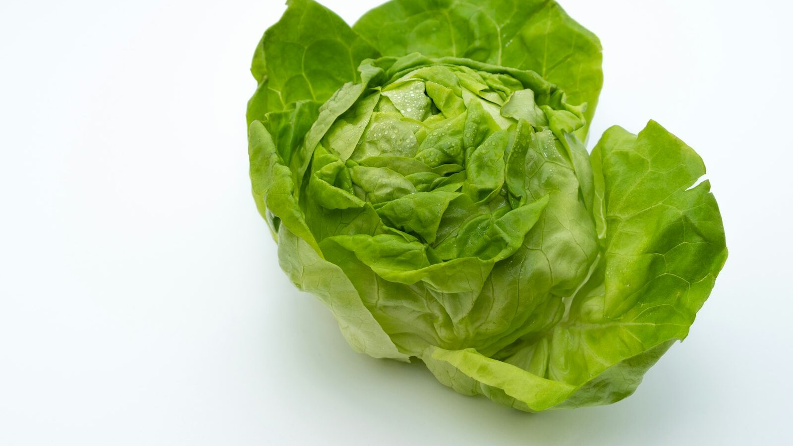 a head of lettuce on a white background