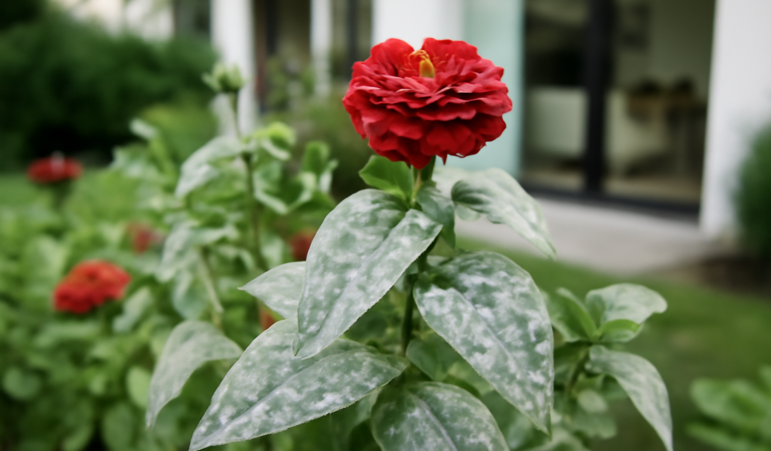 Why Do My Zinnias Have Powdery Mildew?
