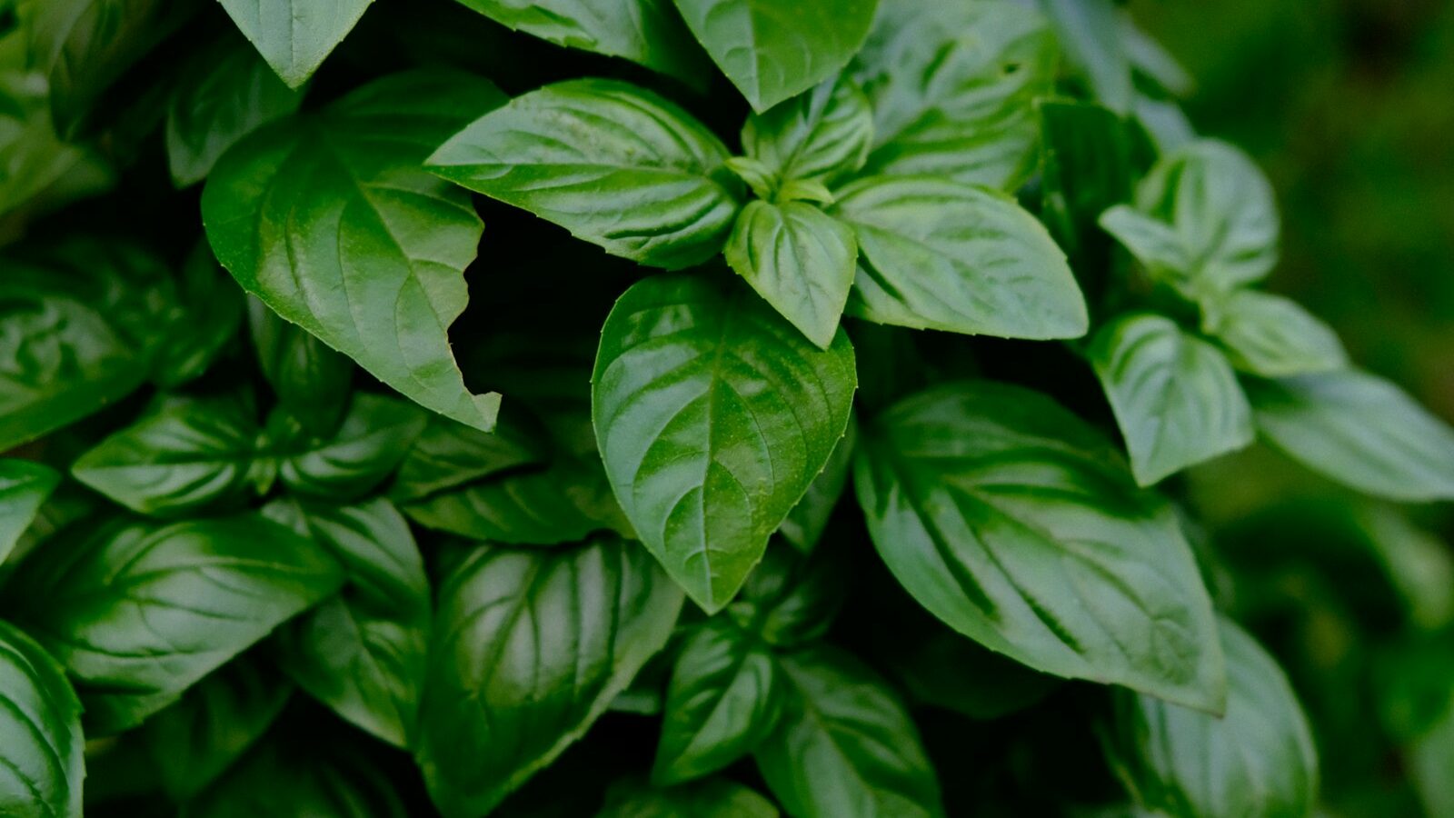 green leaves in macro lens