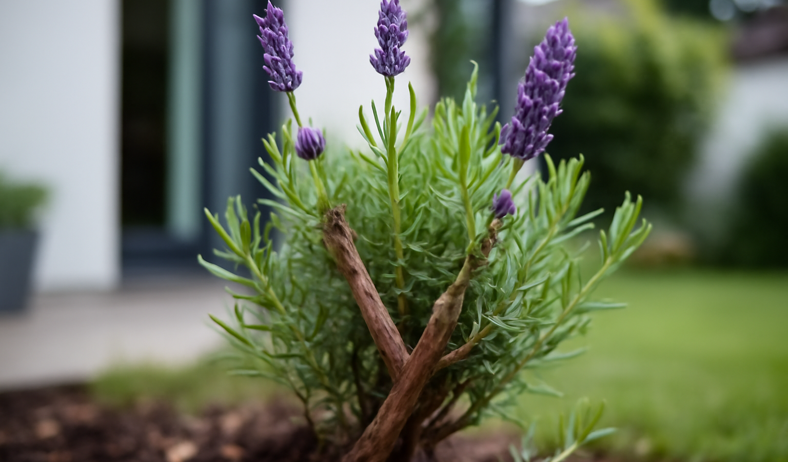 Why Is My Lavender Turning Woody? Causes and Fixes
