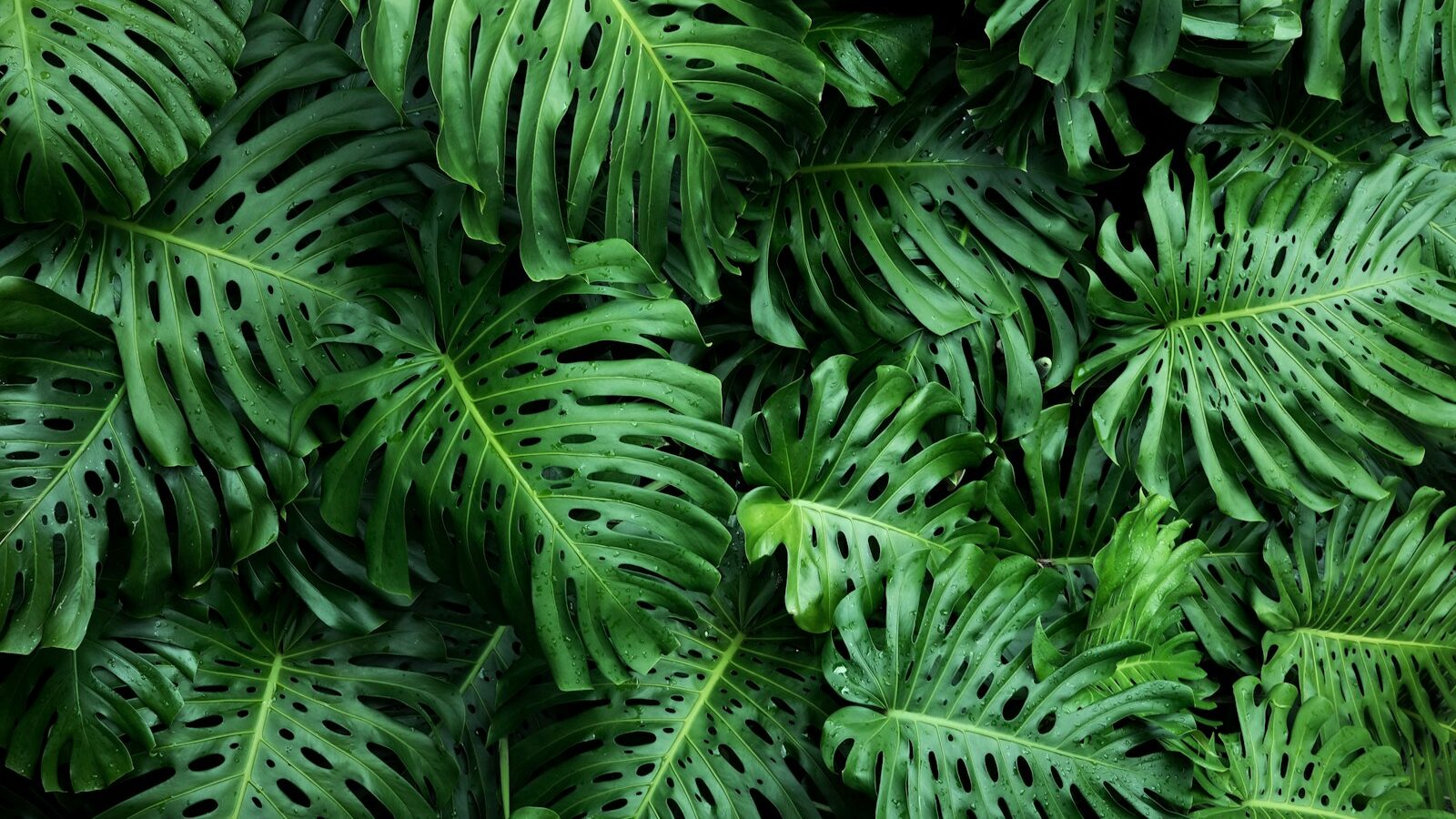 a close up of a green plant with lots of leaves