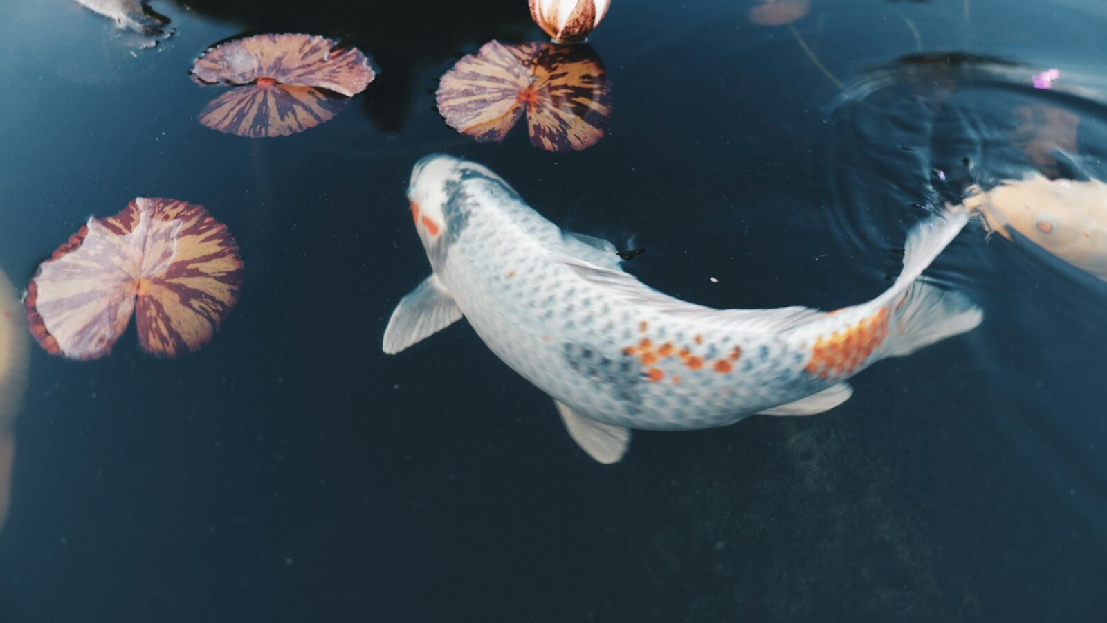 a koi fish swimming in a pond with lily pads