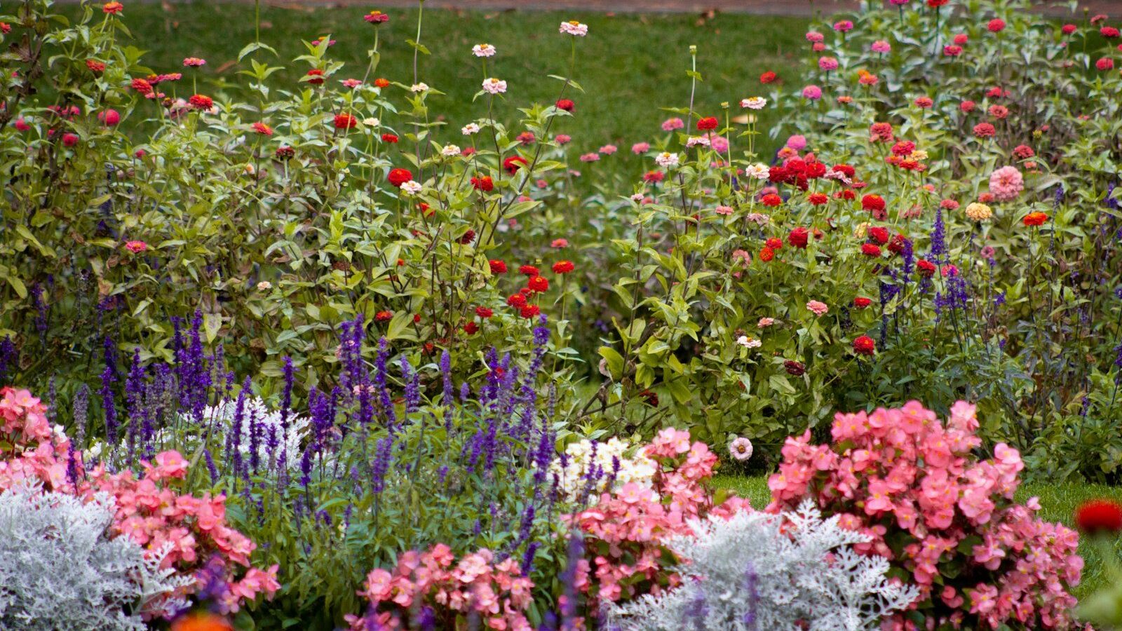 A garden filled with lots of colorful flowers