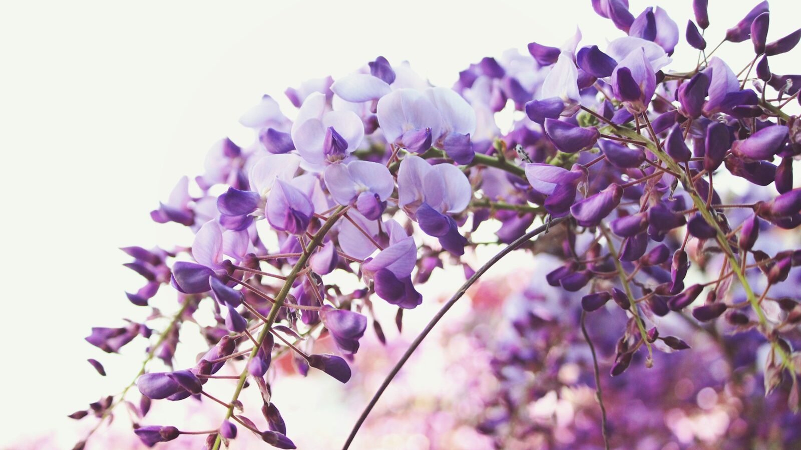 tilt shift lens photography of purple flowers