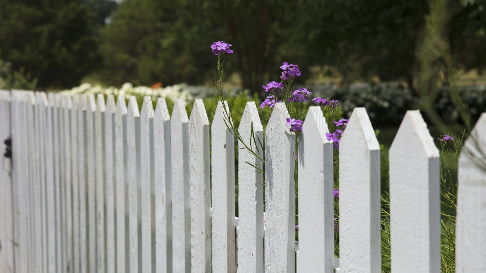 pink petaled flowers blooms near fence