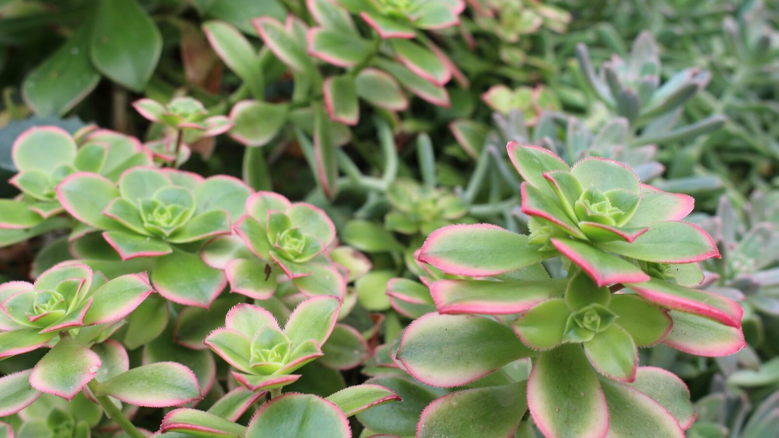 Close-up of green succulents with pink edges.