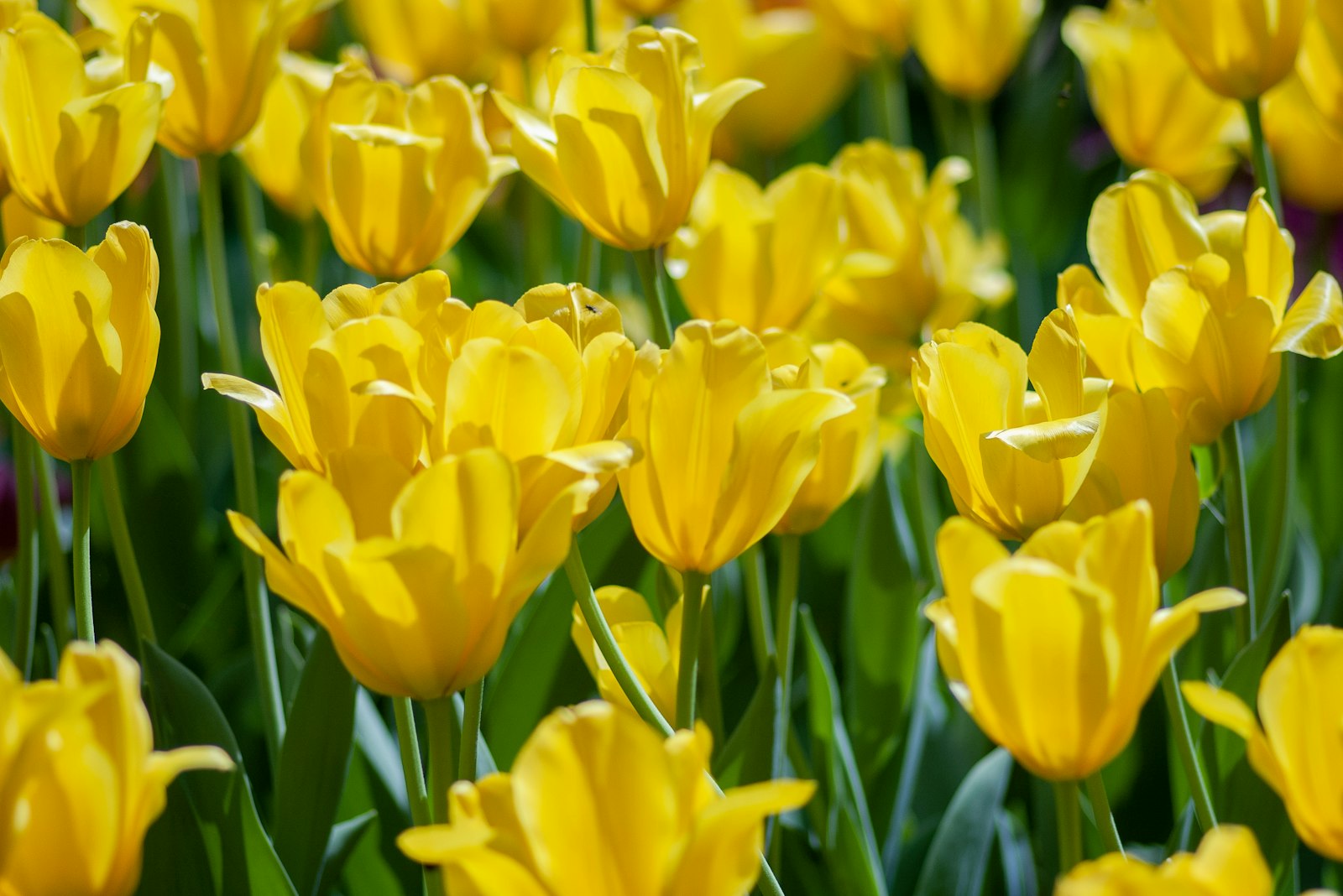 30 Cheerful Yellow Flowers for Your Garden