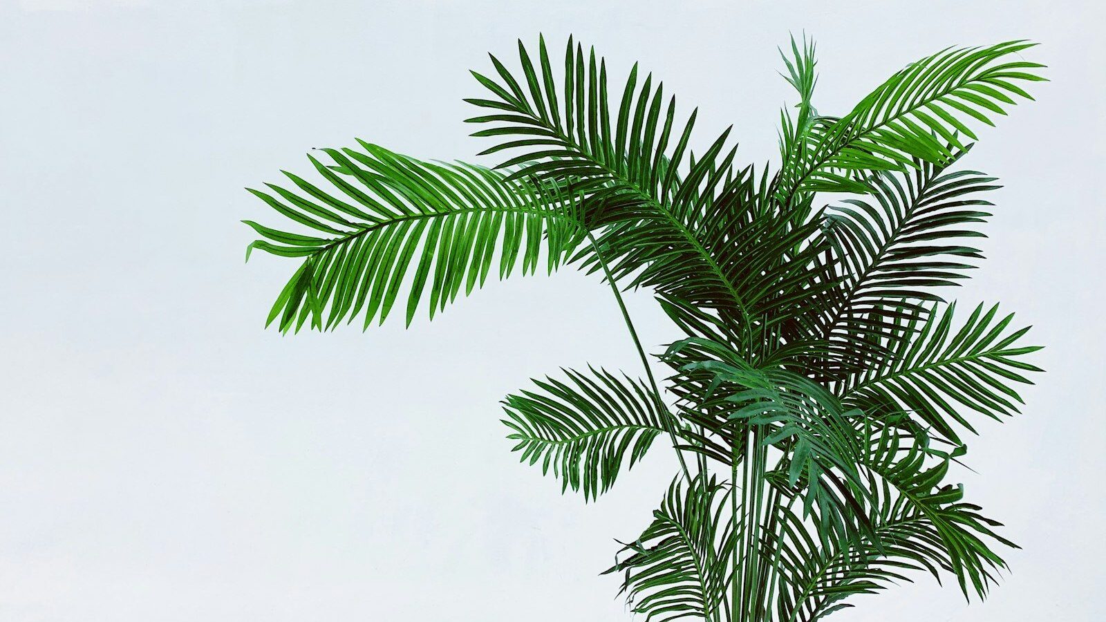 palm tree