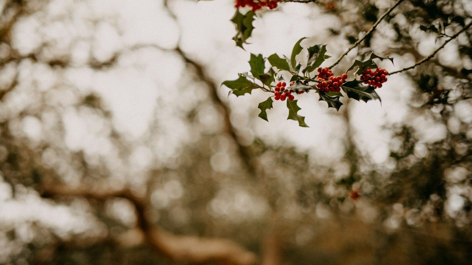 a branch of a tree with red berries on it