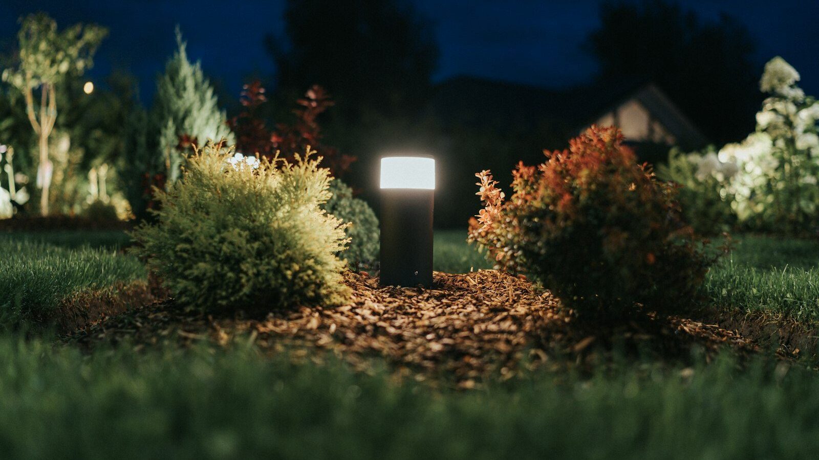 a group of bushes with lights in the background