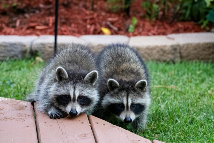 Two raccoons on a wooden deck with grass and mulch