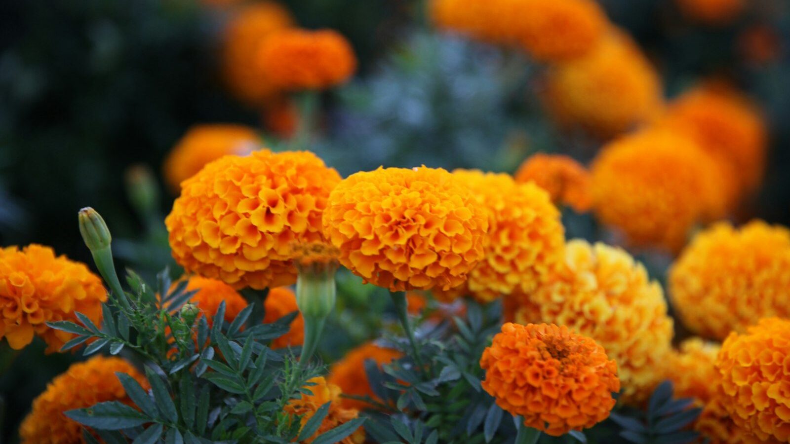 orange flowers with green leaves