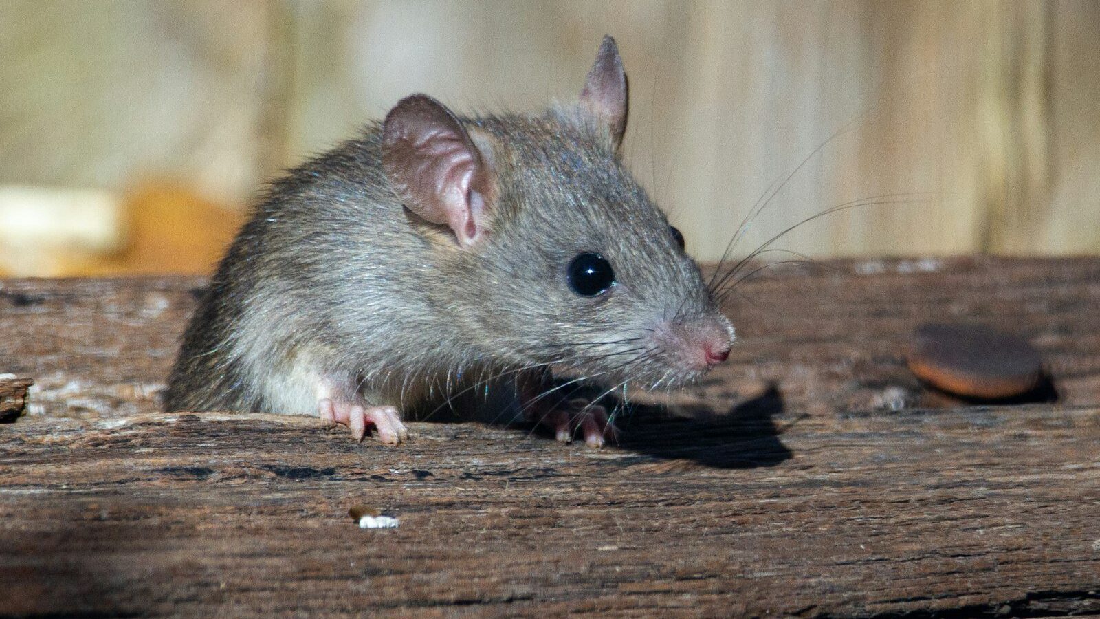 Best Mouse Traps (2026): Snap, Electronic and Multi-Catch