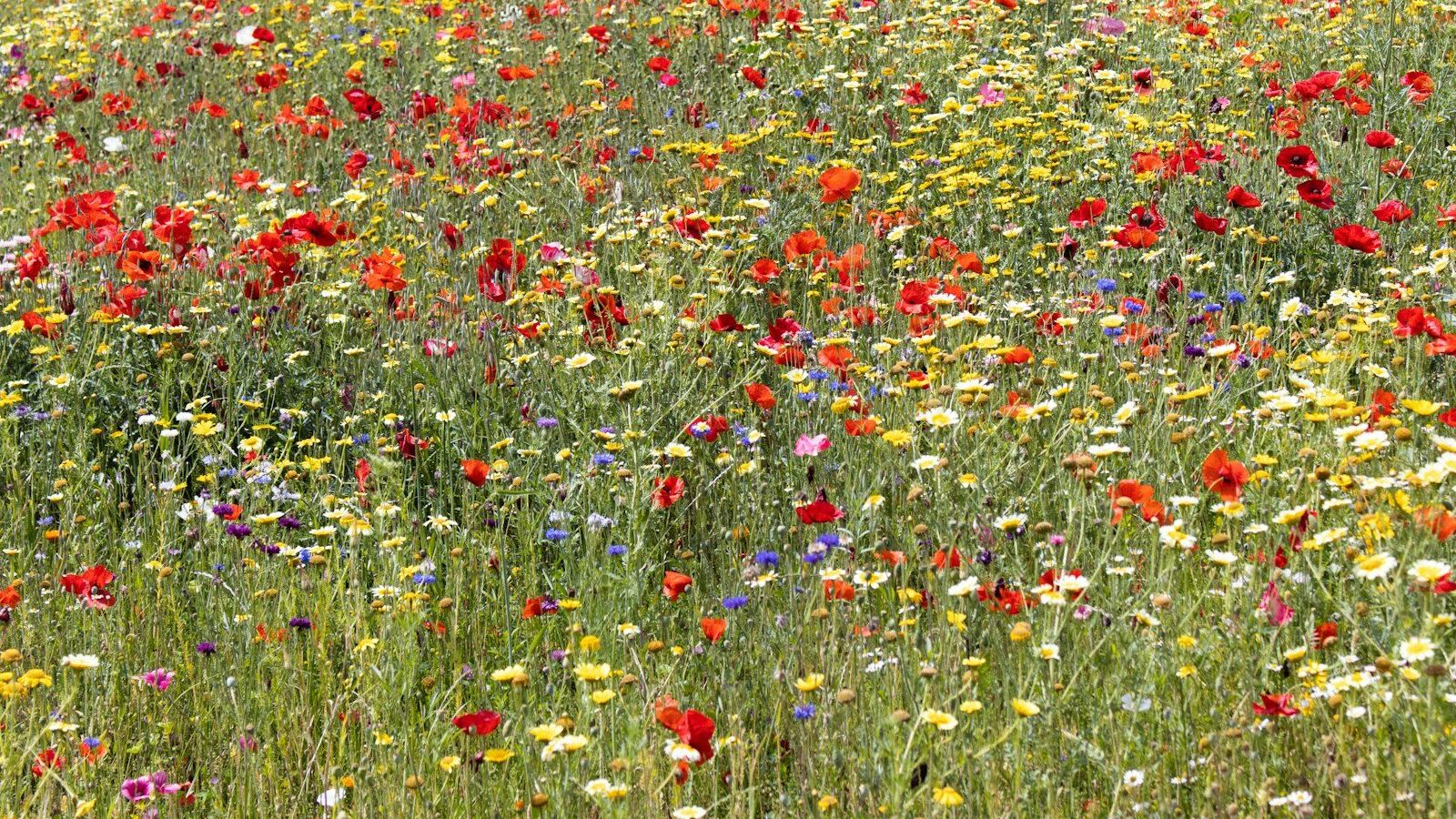 a field of wildflowers and other wild flowers