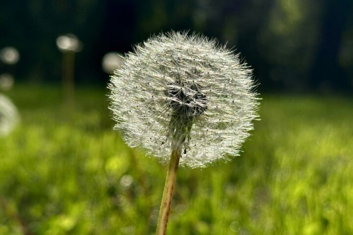 A dandelion seed head blooms in a green field