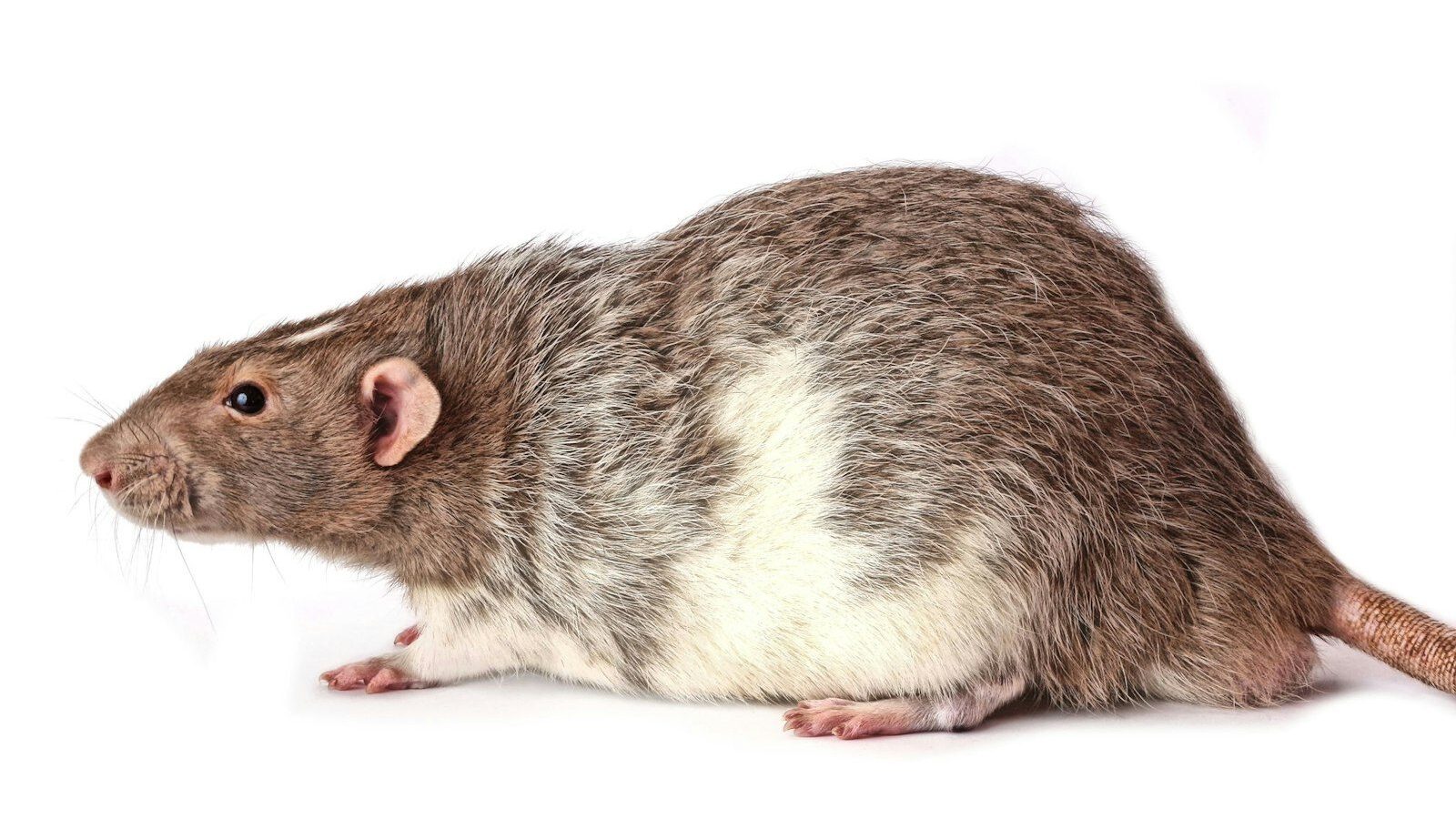 Best Rodent Bait Stations for Rats and Mice (2026)